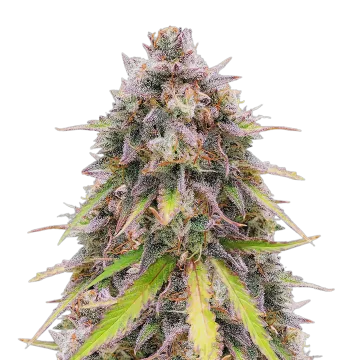 plante de cannabis RS11
