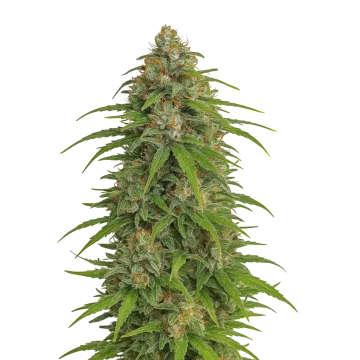 plante de cannabis Runtz Auto