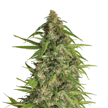 plante de cannabis Runtz