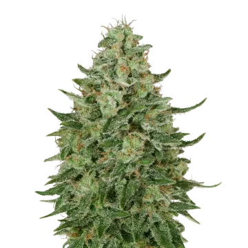 plante de cannabis Santa Maria Auto