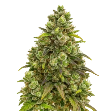 plante de cannabis Sexxpot Auto