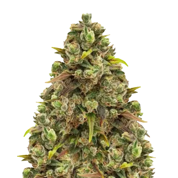 plante de cannabis Sexxpot