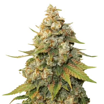 plante de cannabis Shiskaberry