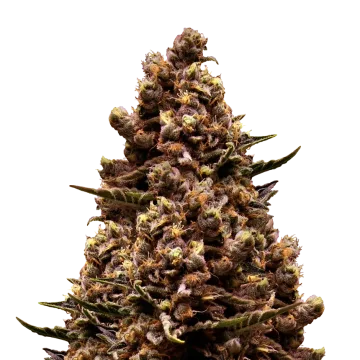 plante de cannabis Sirius Black