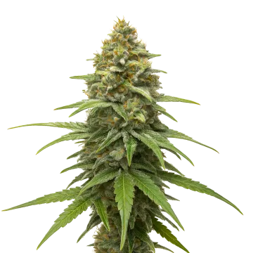 plante de cannabis Skunk #1