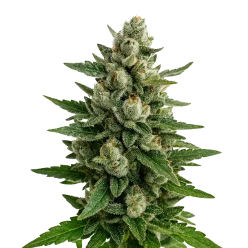 plante de cannabis Skywalker OG Auto