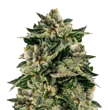 plante de cannabis Skywalker OG