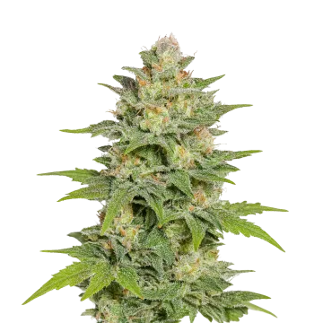 plante de cannabis Sleepy Joe OG Auto