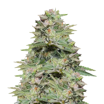 plante de cannabis Sleepy Joe OG