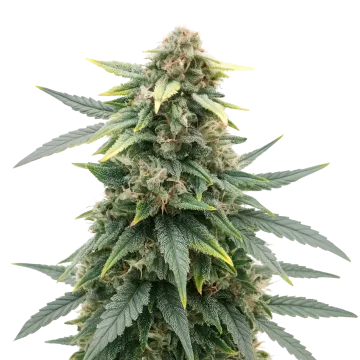 plante de cannabis Slurricane