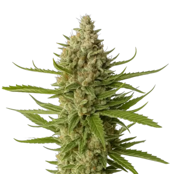 plante de cannabis Snoop Dogg OG
