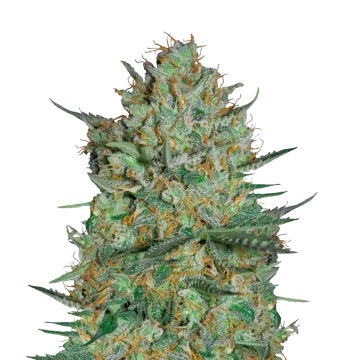 plante de cannabis Snow White