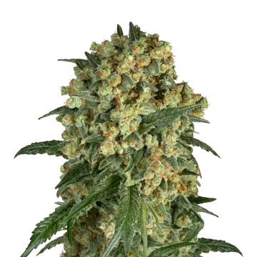 plante de cannabis Somango XXL