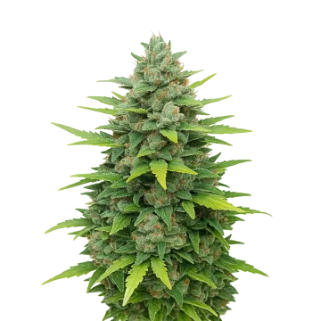 Sour Diesel Auto