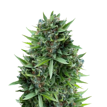 Sour Diesel