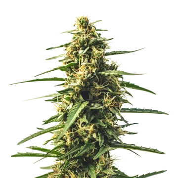 plante de cannabis Sour Tsunami CBD