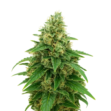 plante de cannabis Stardawg Auto