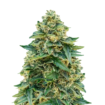 plante de cannabis Stardawg