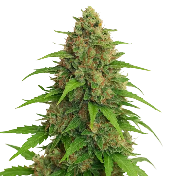 Strawberry Banana Auto