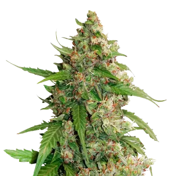 plante de cannabis Strawberry Banana