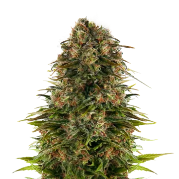 plante de cannabis Strawberry CBD