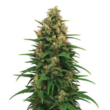 plante de cannabis Strawberry Cough Auto