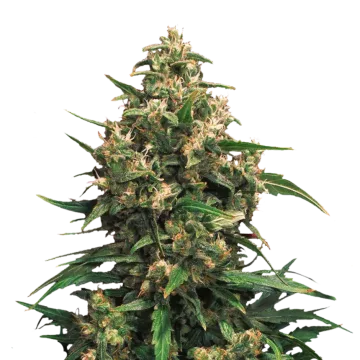 plante de cannabis Strawberry Cough