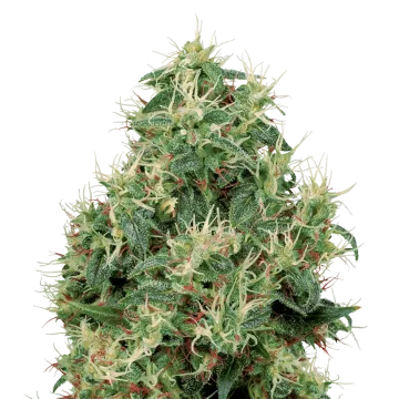 plante de cannabis Strawberry Kush