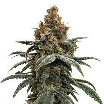 plante de cannabis Sundae Driver