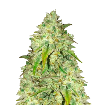 plante de cannabis Sunset Sherbet