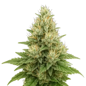 plante de cannabis Super Boof Auto