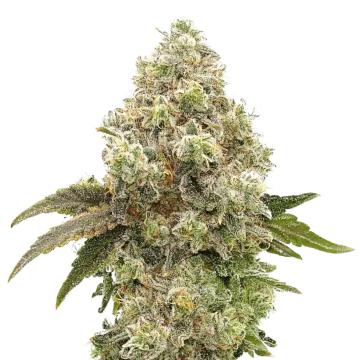 plante de cannabis Super Boof
