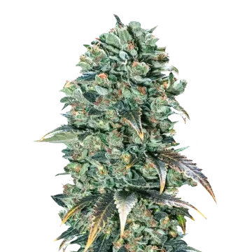 plante de cannabis Super Glue
