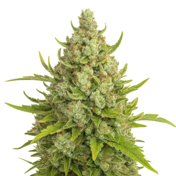 plante de cannabis Super Lemon Haze Auto