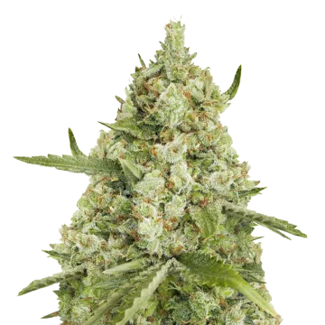 plante de cannabis Super Lemon Haze