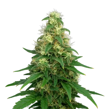 plante de cannabis Super Silver Haze Auto