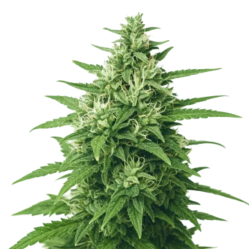 plante de cannabis Super Skunk Auto