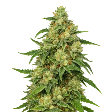 plante de cannabis Sweet Tooth Auto