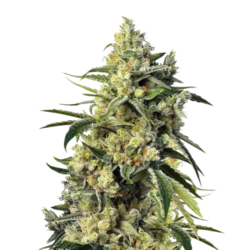 plante de cannabis Sweet Tooth