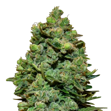 plante de cannabis Swiss Cheese