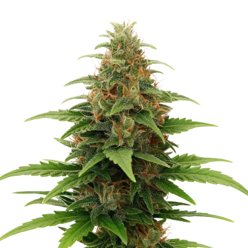 plante de cannabis Tangerine Dream Auto