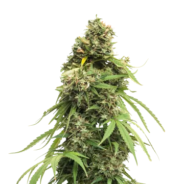 plante de cannabis Tangie