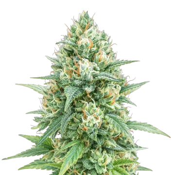 plante de cannabis Tetra Express Auto