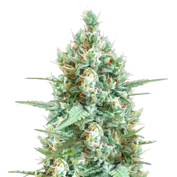 plante de cannabis Tetra Express