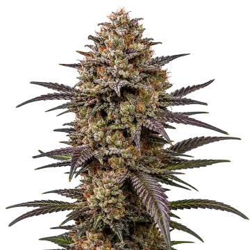 plante de cannabis The Toad