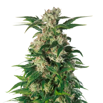 plante de cannabis Trainwreck