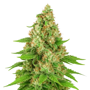 plante de cannabis Triangle Kush Auto