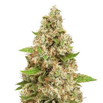 plante de cannabis Triangle Kush