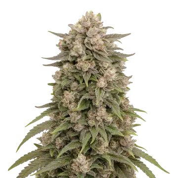 plante de cannabis Tropicana Cherry