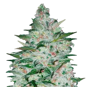 plante de cannabis Tropicana Cookies